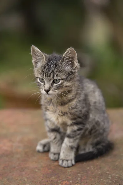 彼の自然の生息地で屋外愛らしい子猫 — ストック写真