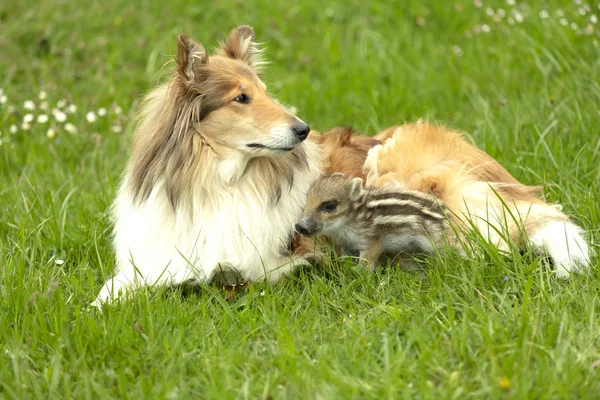 Αγριογούρουνο Παίζει Collie Ένα Λιβάδι Την Άνοιξη — Φωτογραφία Αρχείου