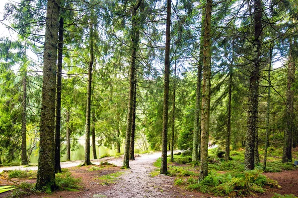 Trilha Caminhada Através Uma Exuberante Floresta Primavera Verde Com Coníferas — Fotografia de Stock