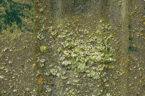 Chapa Metálica Com Vestígios Musgo Verde Detalhe Como Fundo — Fotografia de Stock