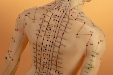 Akupunktur Modeli bej arkaplanda izole edildi