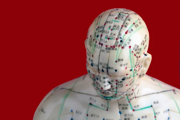 Acupunctuur Model Geïsoleerd Rode Achtergrond — Stockfoto