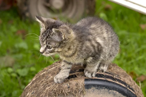 Adorable Kitten Outdoor His Natural Habitat — Stock Photo, Image