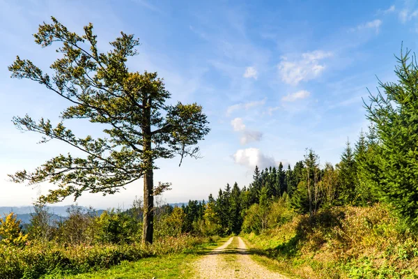 Splendida Corsia Nel Paesaggio Della Foresta Nera Estate — Foto Stock