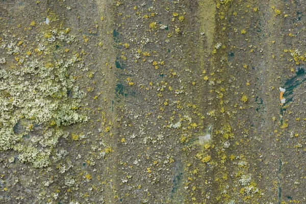 Chapa Metálica Com Vestígios Musgo Verde Detalhe Como Fundo — Fotografia de Stock