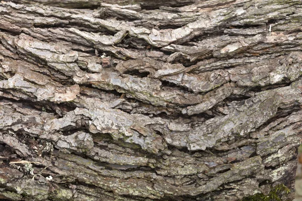 Estrutura Casca Árvore Detalhes Como Fundo — Fotografia de Stock