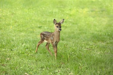 Güzel Geyik Fawn baharda çiçeklerle çayırda duruyor.