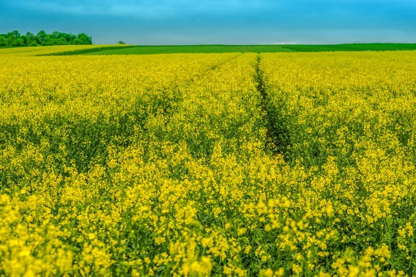 在德国黑森 春天美丽的乡村风景与油菜田 — 图库照片