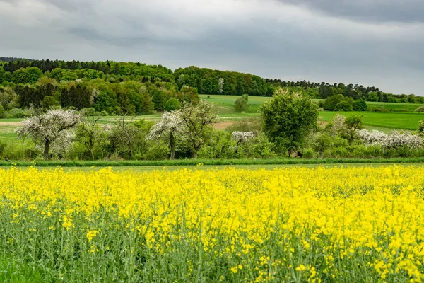 Hessen Németország Tavasszal Repce Mező Gyönyörű Vidéki Táj — Stock Fotó