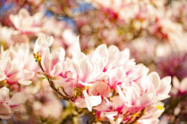 Güzel parlak manolya çiçekleri bahar üzerinde mavi gökyüzü