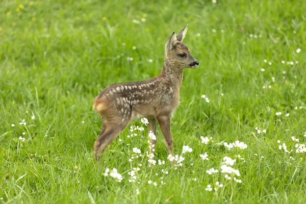 Vackra Rådjur Fawn Står Äng Med Blommor Våren — Stockfoto