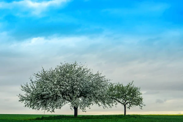 Яблони Красивыми Сомами Весной — стоковое фото