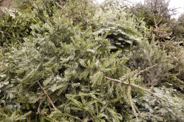 Un mucchio di vecchi alberi di Natale — Foto Stock