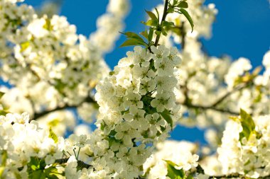 Beyaz kiraz çiçeği