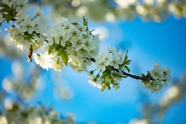 Beyaz kiraz çiçeği Şubesi