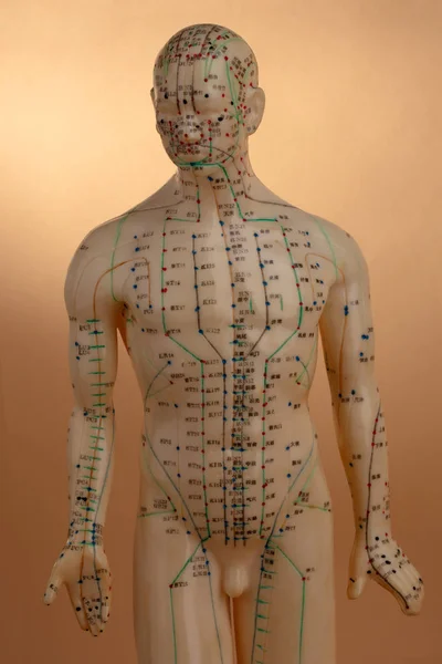 Modèle d'acupuncture — Photo