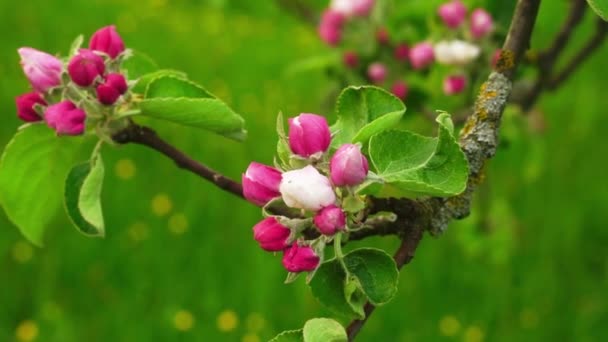 Ramo Florescente Macieira Primavera Com Vento Leve — Vídeo de Stock