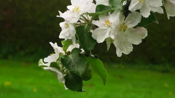 Blooming Branch Apple Tree Spring Light Wind — Stock Video