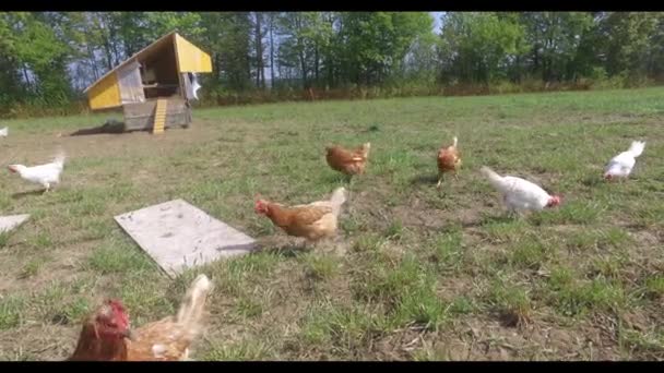 Kurczaki Wolnym Zakresem Łące Wiosnę — Wideo stockowe