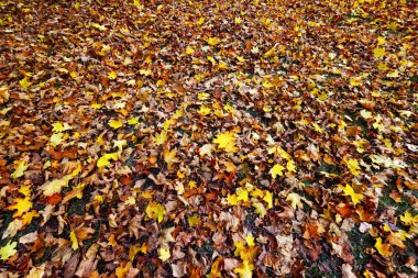 Renkli sonbahar yaprakları