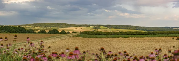 Paisagem com flores na frente — Fotografia de Stock