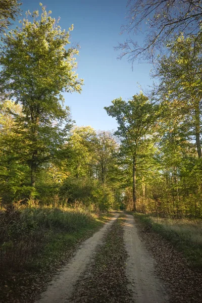 Malebná krajina se stromy v lese — Stock fotografie