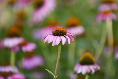 Echinacea 'dan geliyor. 