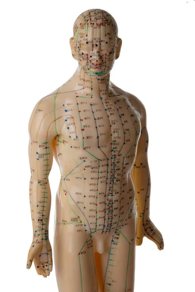 Akupunktur modeli — Stok fotoğraf