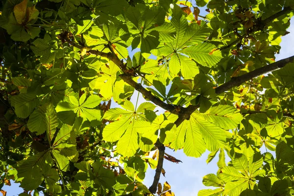 Feuilles de châtaignier au soleil — Photo