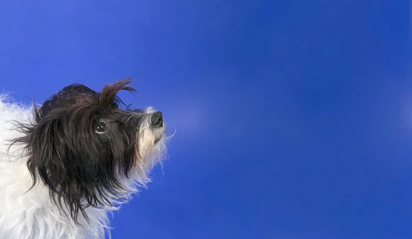Parson atencioso Jack Russel Terrier — Fotografia de Stock