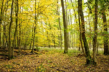 Almanya 'da Yazın Güzel Orman