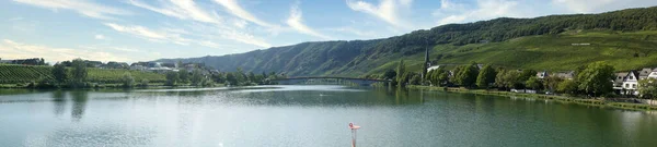 Panorama Del Río Mosela Viñedos Alemania —  Fotos de Stock