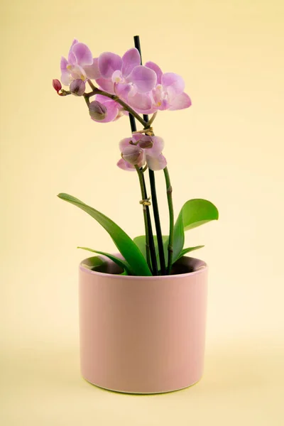 Pink Orchid Flower Pot Light Yellow Background — Stock Photo, Image