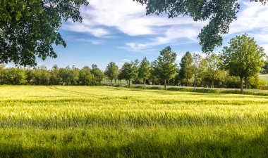 Köy yolu ve tahıl tarlası olan Ağaç Bulvarı
