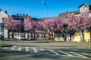 Almanya 'da kiraz çiçekleri açan küçük bir köy.