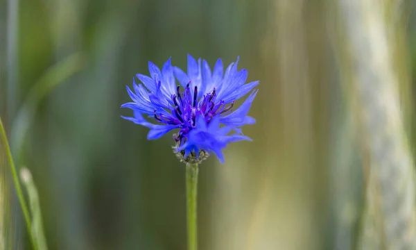 Detalhe Uma Bela Macro Flor Milho Campo — Fotografia de Stock