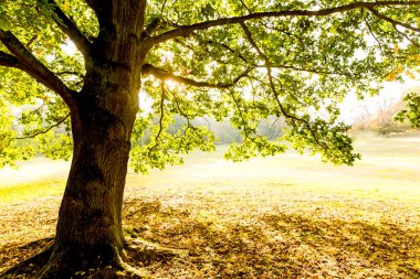 Almanya 'daki halk parkında Ekim ayında güzel bir sonbahar manzarası