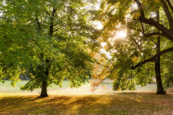 Прекрасна Осіння Мальовнича Сцена Октоберному Парку Перукарні — стокове фото