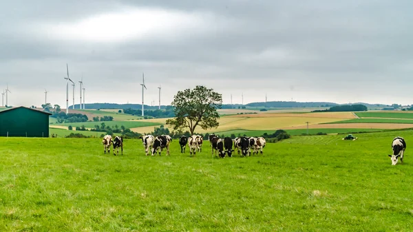 Vacas Pasto Con Molinos Eléctricos Fondo — Foto de Stock