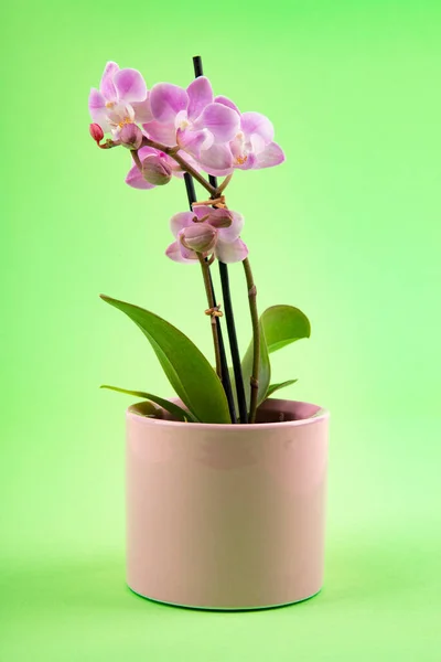 Pink Orchid Flower Pot Green Background — Stock Photo, Image