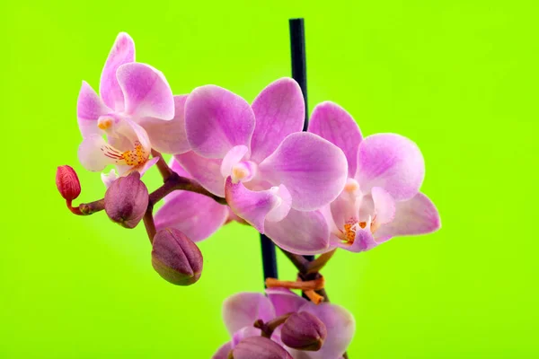 Pink Orchid Blooming Neon Green Background — Stock Photo, Image