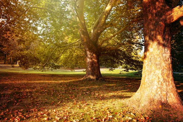 Осенний Пейзаж Октябре Общественном Парке Германии — стоковое фото