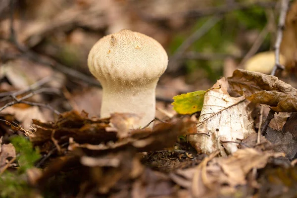 Ballon Poche Forme Poire Aux Champignons Lycoperdon Pyriforme Gris Blanc — Photo