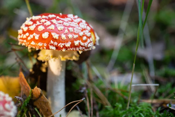 Tabouret Crapaud Gros Plan Champignon Toxique Dans Forêt — Photo