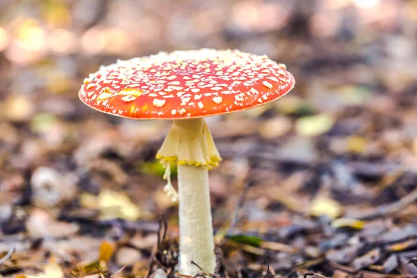 Tabouret Crapaud Gros Plan Champignon Toxique Dans Forêt — Photo