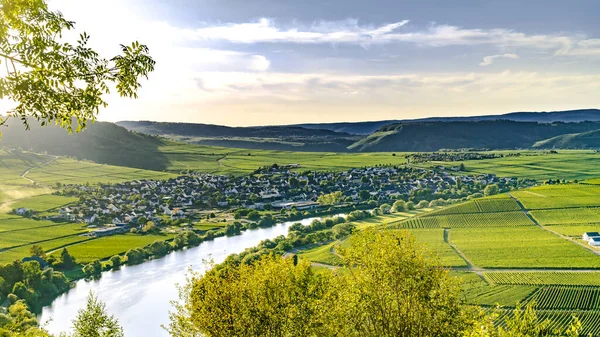 ドイツのトリッテンハイムを望む美しいモゼル渓谷 — ストック写真