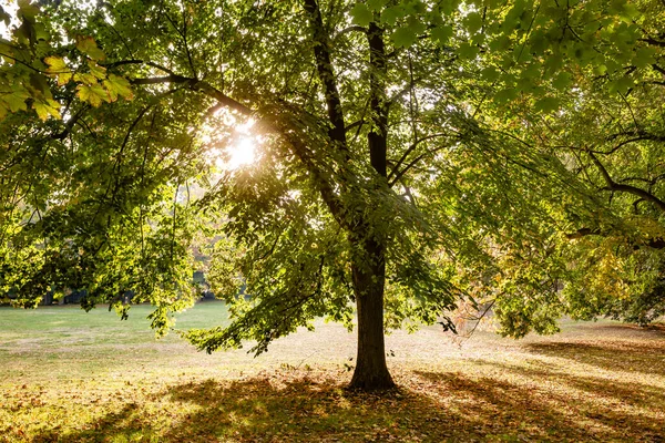 Όμορφο Φθινοπωρινό Γραφικό Οκτώβριο Στο Δημόσιο Πάρκο Στη Γερμανία — Φωτογραφία Αρχείου