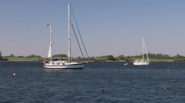 Açık mavi gökyüzünün altındaki yeşil kıyı şeridinde dalgalı sularda yüzen beyaz yelkenliler. 