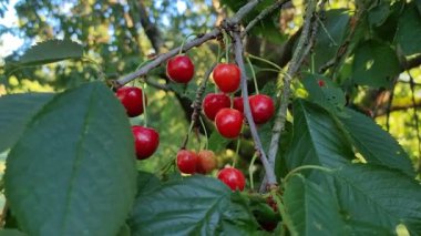 Yeşil yapraklarla çevrili bir dalda yetişen lezzetli olgun kırmızı kirazlar.