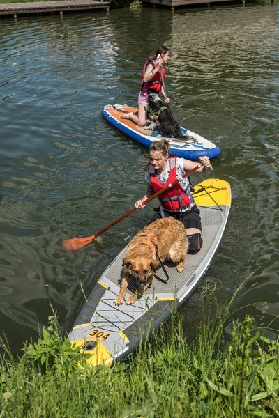 DogSurfParty 2019 — Stock Photo, Image